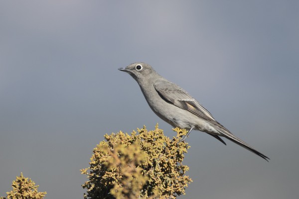 Townsend's Solitaire, Death Valley, Death Valley National Park, Death Valley Birding Tour, Death Valley Nature Tour, Death Valley Hiking Tour, Naturalist Journeys