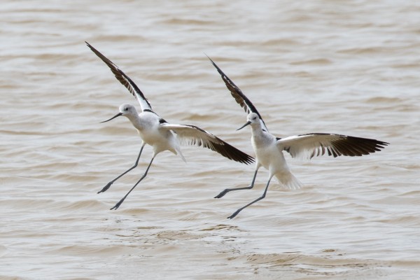 American Avocets, Death Valley, Death Valley National Park, Death Valley Birding Tour, Death Valley Nature Tour, Death Valley Hiking Tour, Naturalist Journeys