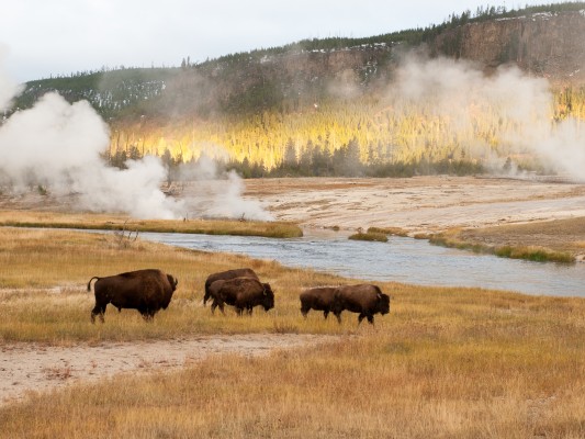Bison, Yellowstone National Park, Nature Tour, Wildlife Tour, National Park, Naturalist Journeys