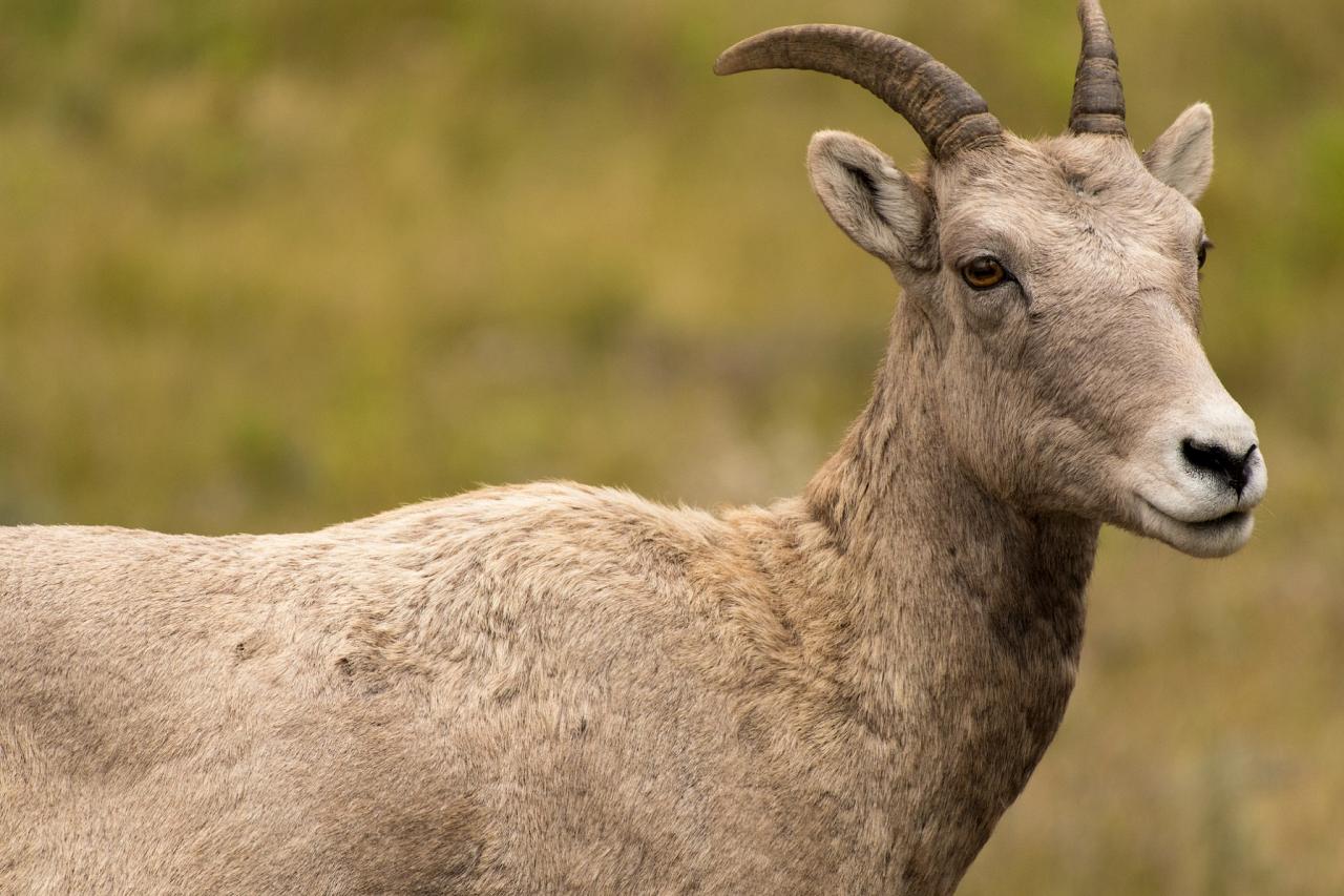 Bighorn Sheep, Yellowstone National Park, Nature Tour, Wildlife Tour, National Park, Naturalist Journeys 