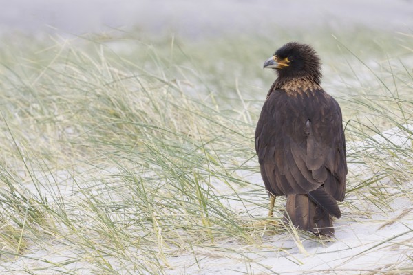 Striated Caracara, Johnny Rook, Antarctica, South Georgia Island, Falkland Islands, Antarctic Nature Cruise, Antarctic Cruise, Naturalist Journeys