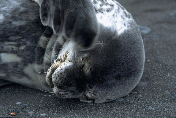Weddell Seal, Antarctica, South Georgia Island, Falkland Islands, Antarctic Nature Cruise, Antarctic Cruise, Naturalist Journeys