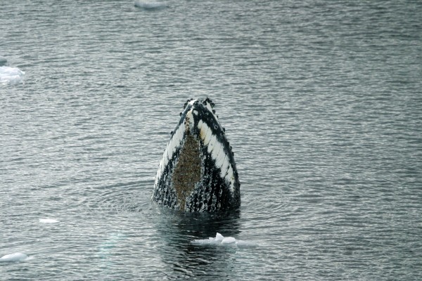 Humpback Whale, Spyhopping, Antarctica, South Georgia Island, Falkland Islands, Antarctic Nature Cruise, Antarctic Cruise, Naturalist Journeys