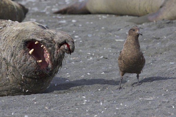 Southern Elephant Seal, Brown Skua, Antarctica, South Georgia Island, Falkland Islands, Antarctic Nature Cruise, Antarctic Cruise, Naturalist Journeys