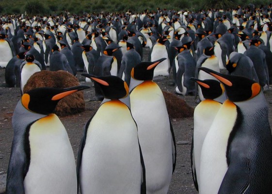 King Penguins Colony, Antarctica, South Georgia Island, Falkland Islands, Antarctic Nature Cruise, Antarctic Cruise, Naturalist Journeys