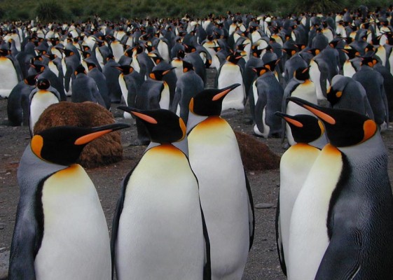King Penguins Colony, Antarctica, South Georgia Island, Falkland Islands, Antarctic Nature Cruise, Antarctic Cruise, Naturalist Journeys