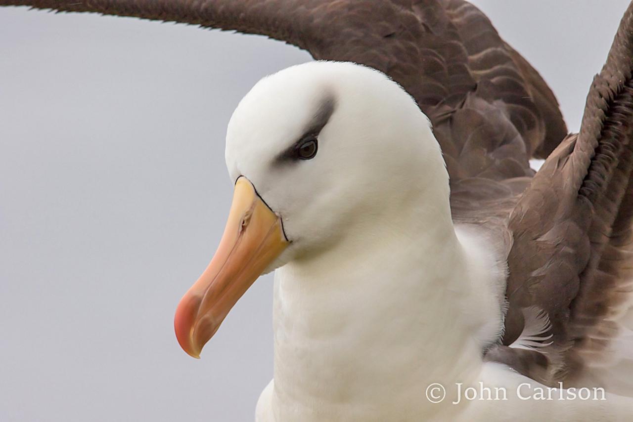 Black-browed Albatross, Antarctica, Antarctic Nature Cruise, Antarctic Birding Cruise, Antarctic Cruise, Naturalist Journeys