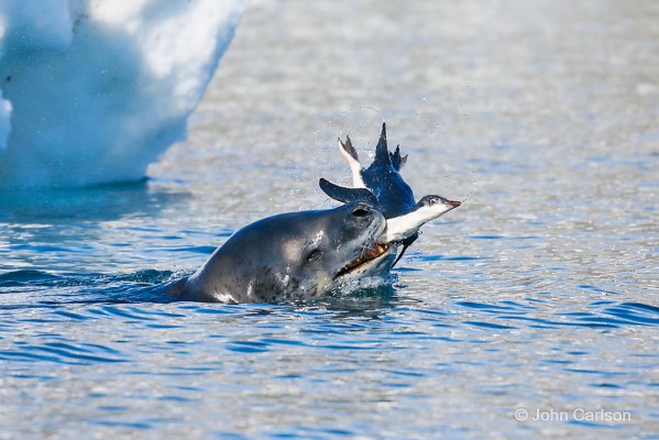 Leopard Seal, Antarctica, South Georgia Island, Falkland Islands, Antarctic Nature Cruise, Antarctic Cruise, Naturalist Journeys