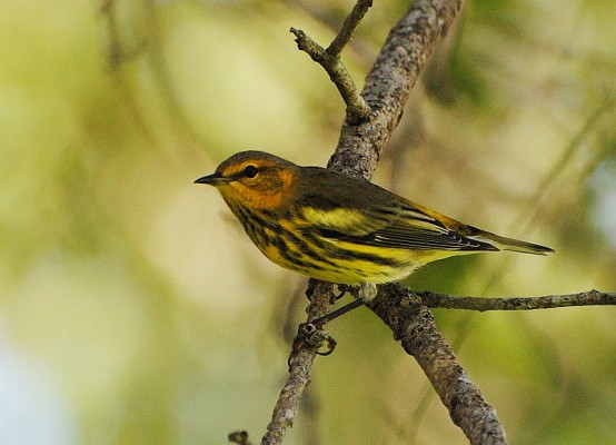 Cape May Warbler, Cape May, Fall Migration Tour, Birding Migration Tour, Naturalist Journeys