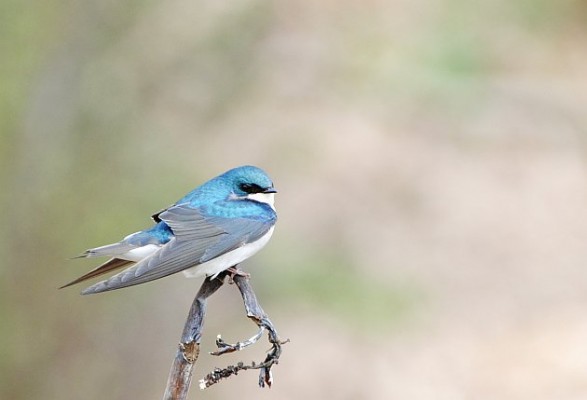 Tree Swallow, Cape May, Fall Migration Tour, Birding Migration Tour, Naturalist Journeys