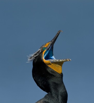 Double-crested Cormorant, Cape May, Fall Migration Tour, Birding Migration Tour, Naturalist Journeys