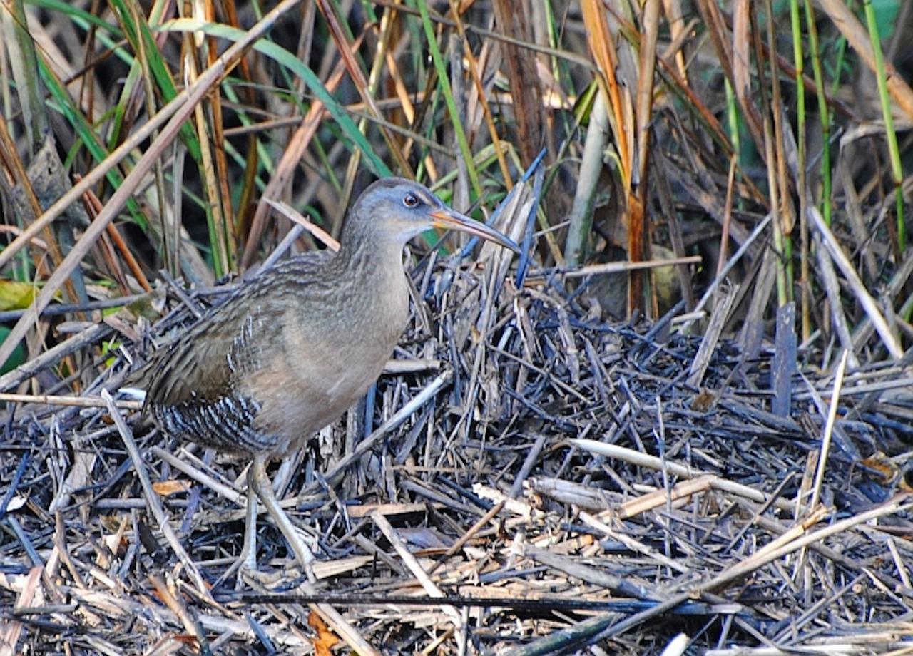 Clapper Rail, Cape May, Cape May Migration, Fall Migration, Fall Migration Tour, Cape May Birding Tour, Naturalist Journeys