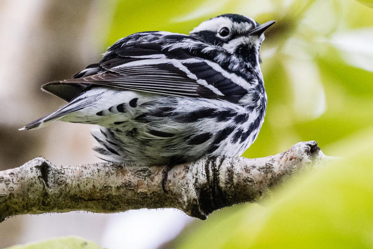 Black and White Warbler, Cape May, Cape May Migration, Fall Migration, Fall Migration Tour, Cape May Birding Tour, Naturalist Journeys