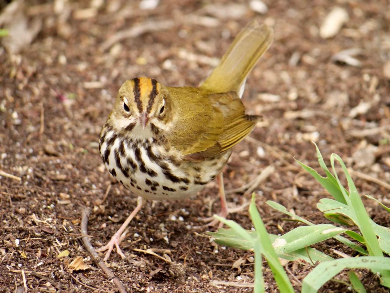 Ovenbird, Cape May, Cape May Migration, Fall Migration, Fall Migration Tour, Cape May Birding Tour, Naturalist Journeys