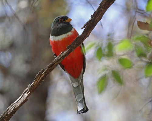 Elegant Trogon, Southeast Arizona, Arizona, Arizona Nature Tour, Arizona Birding Tour, Naturalist Journeys