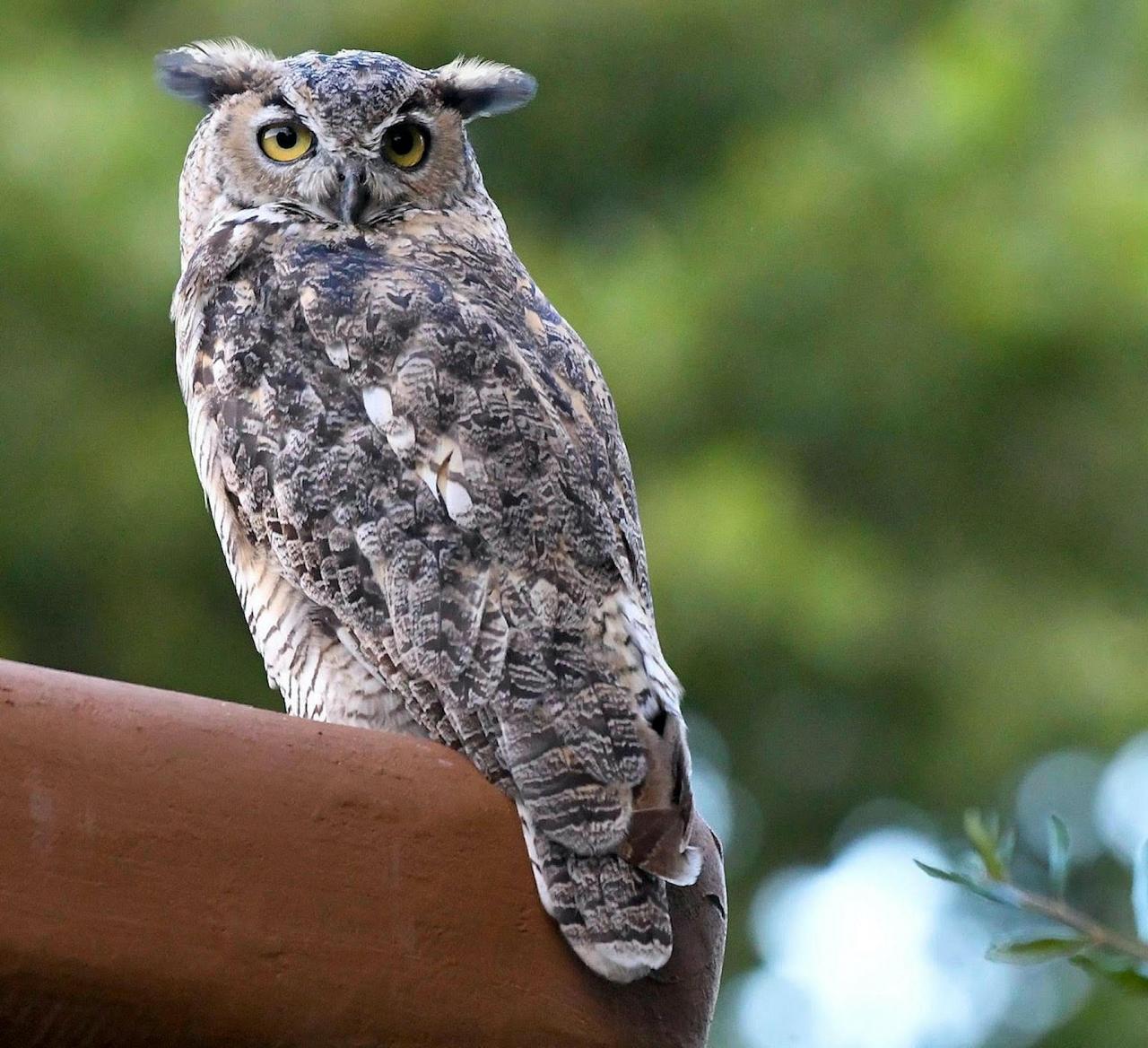 Great Horned Owl, Portal Arizona, Southeast Arizona, Arizona, Arizona Nature Tour, Arizona Birding Tour, Naturalist Journeys