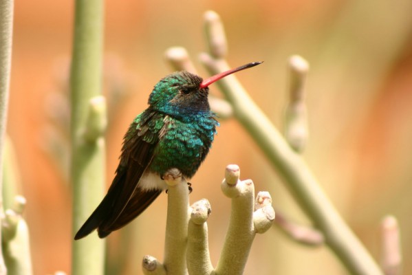 Broad-billed Hummingbird, Southeast Arizona, Arizona, Arizona Nature Tour, Arizona Birding Tour, Naturalist Journeys