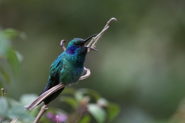 Green Violetear, Costa Rica, Costa Rica Nature Tour, Costa Rica Birding Tour, Winter Costa Rica Tour, Naturalist Journeys