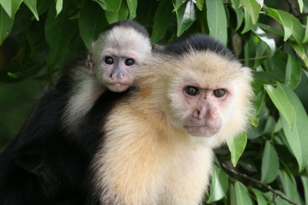White-fronted Capuchins, Costa Rica, Costa Rica Nature Tour, Costa Rica Birding Tour, Winter Costa Rica Tour, Naturalist Journeys 