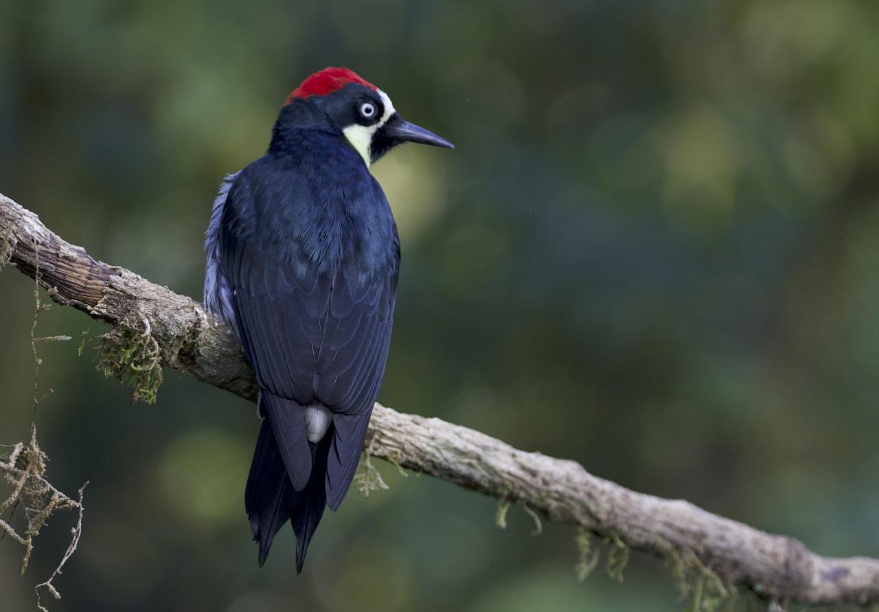 Acorn Woodpecker, Costa Rica, Costa Rica Birding Tour, Costa Rica Nature Tour, Winter Costa Rica Tour, Naturalist Journeys