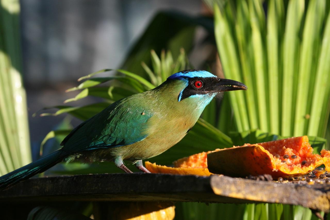 Lesson's Motmot, Costa Rica, Costa Rica Birding Tour, Costa Rica Nature Tour, Winter Costa Rica Tour, Naturalist Journeys
