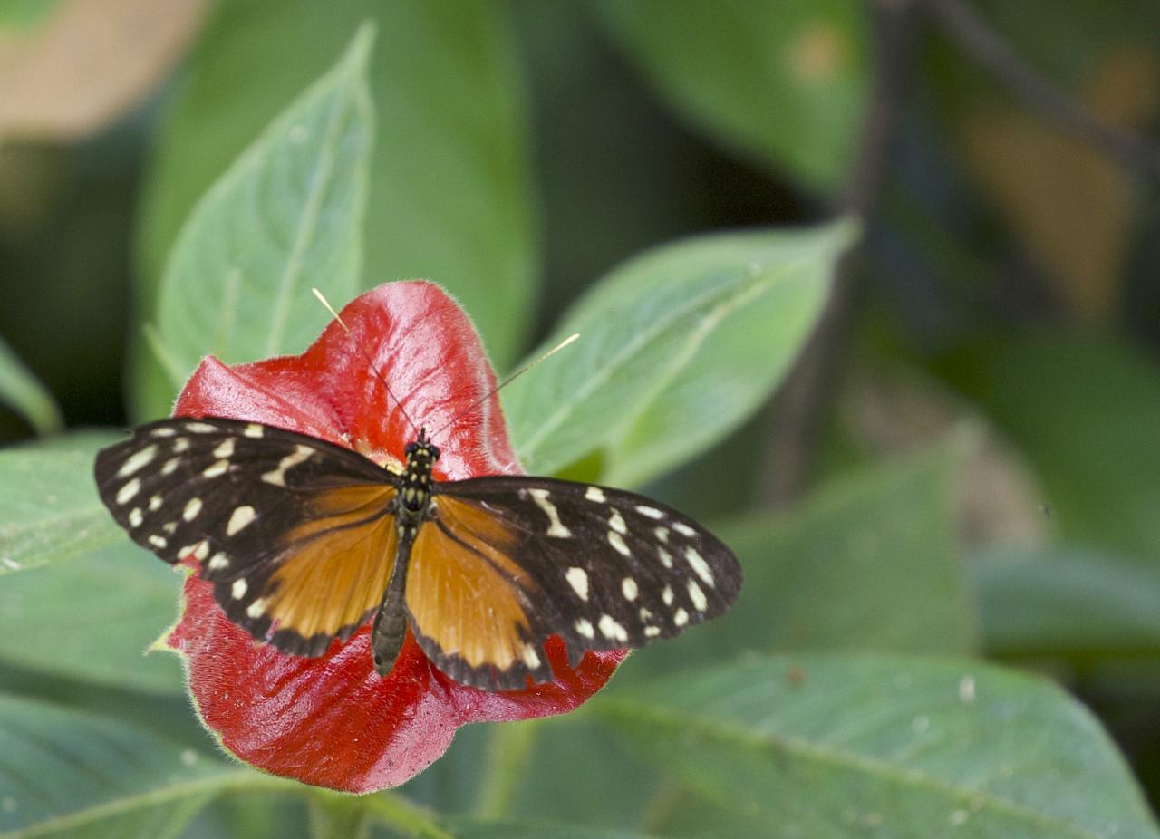Butterfly, Costa Rica, Costa Rica Birding Tour, Costa Rica Nature Tour, Winter Costa Rica Tour, Naturalist Journeys