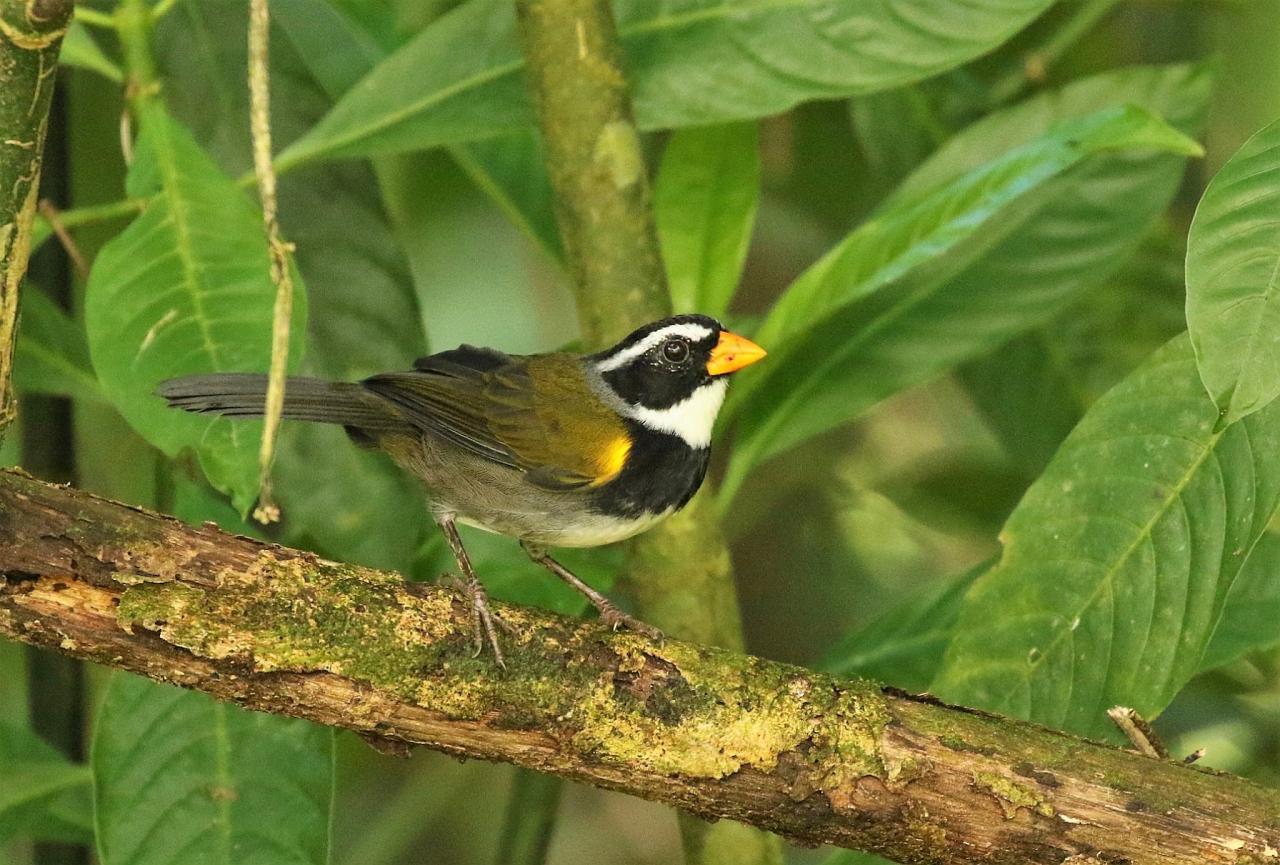 Orange-billed Sparrow, Costa Rica, Costa Rica Birding Tour, Costa Rica Nature Tour, Winter Costa Rica Tour, Naturalist Journeys