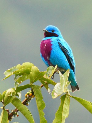 Lovely Cotinga, Belize, Belize Birding Tour, Belize Nature Tour, Naturalist Journeys