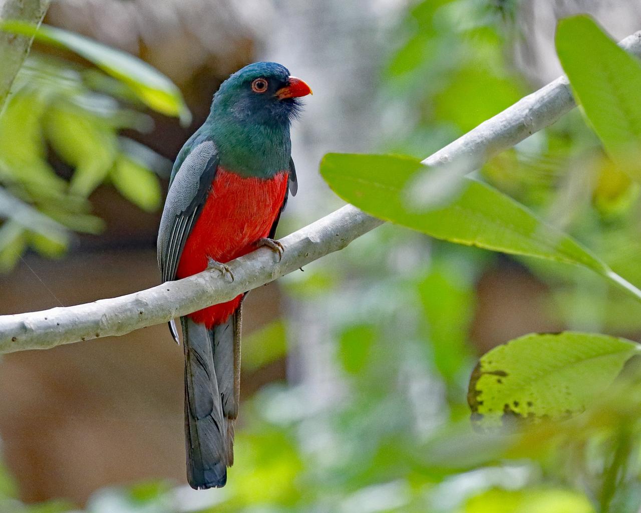 Slaty-tailed Trogon, Belize, Belize Birding Tour, Belize Nature Tour, Winter Belize Tour, Naturalist Journeys