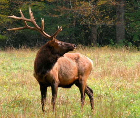 Elk, Yellowstone National Park, Nature Tour, Wildlife Tour, National Park, Naturalist Journeys
