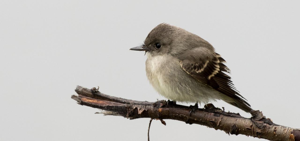 Willow Flycatcher, Yellowstone National Park, Nature Tour, Wildlife Tour, National Park, Naturalist Journeys 
