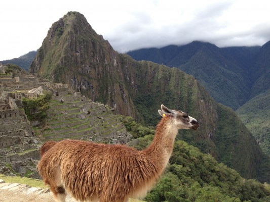 Machu Picchu, Peru, Peru Nature Tour, Peru Wildlife Tour, Peru Birding Tour, Manu National Park, Manu Birding Tour, Naturalist Journeys