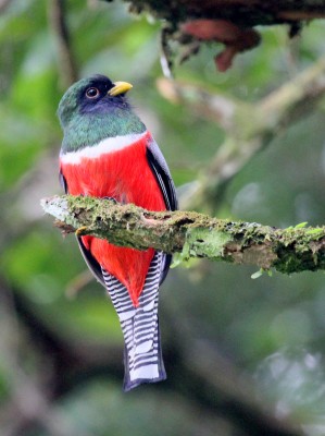 Collared Trogon, Peru, Peru Nature Tour, Peru Wildlife Tour, Peru Birding Tour, Manu National Park, Manu Birding Tour, Naturalist Journeys
