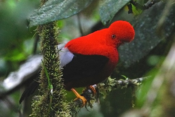 Andean Cock-of-the-rock, Peru, Peru Nature Tour, Peru Wildlife Tour, Peru Birding Tour, Manu National Park, Manu Birding Tour, Naturalist Journeys