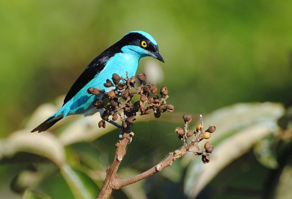 Black-faced Dacnis, Peru, Peru Nature Tour, Peru Wildlife Tour, Peru Birding Tour, Manu National Park, Manu Birding Tour, Naturalist Journeys