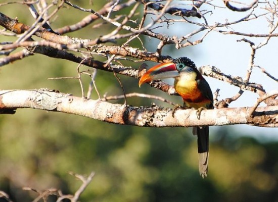 Curl-crested Aracari, Peru, Peru Nature Tour, Peru Wildlife Tour, Peru Birding Tour, Manu National Park, Manu Birding Tour, Naturalist Journeys
