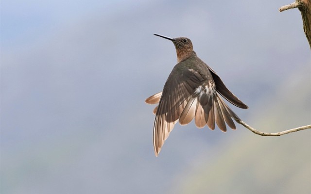 Giant Hummingbird, Peru, Peru Nature Tour, Peru Wildlife Tour, Peru Birding Tour, Manu National Park, Manu Birding Tour, Naturalist Journeys