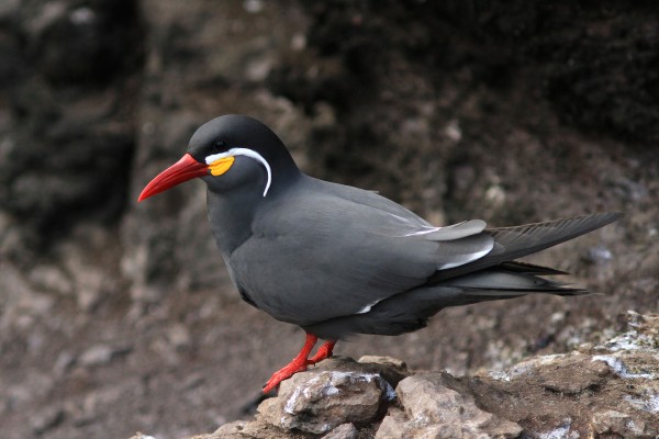 Inca Tern, Peru, Peru Nature Tour, Peru Wildlife Tour, Peru Birding Tour, Manu National Park, Manu Birding Tour, Naturalist Journeys