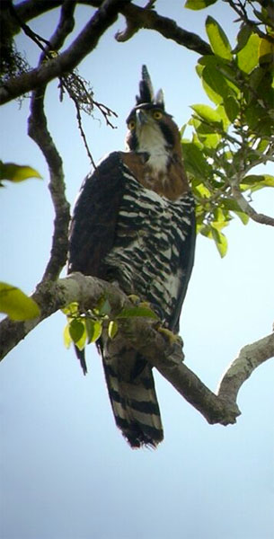 Ornate Hawk-Eagle, Belize, Naturalist Journeys, Belize Birding Tour, Belize Nature Tour