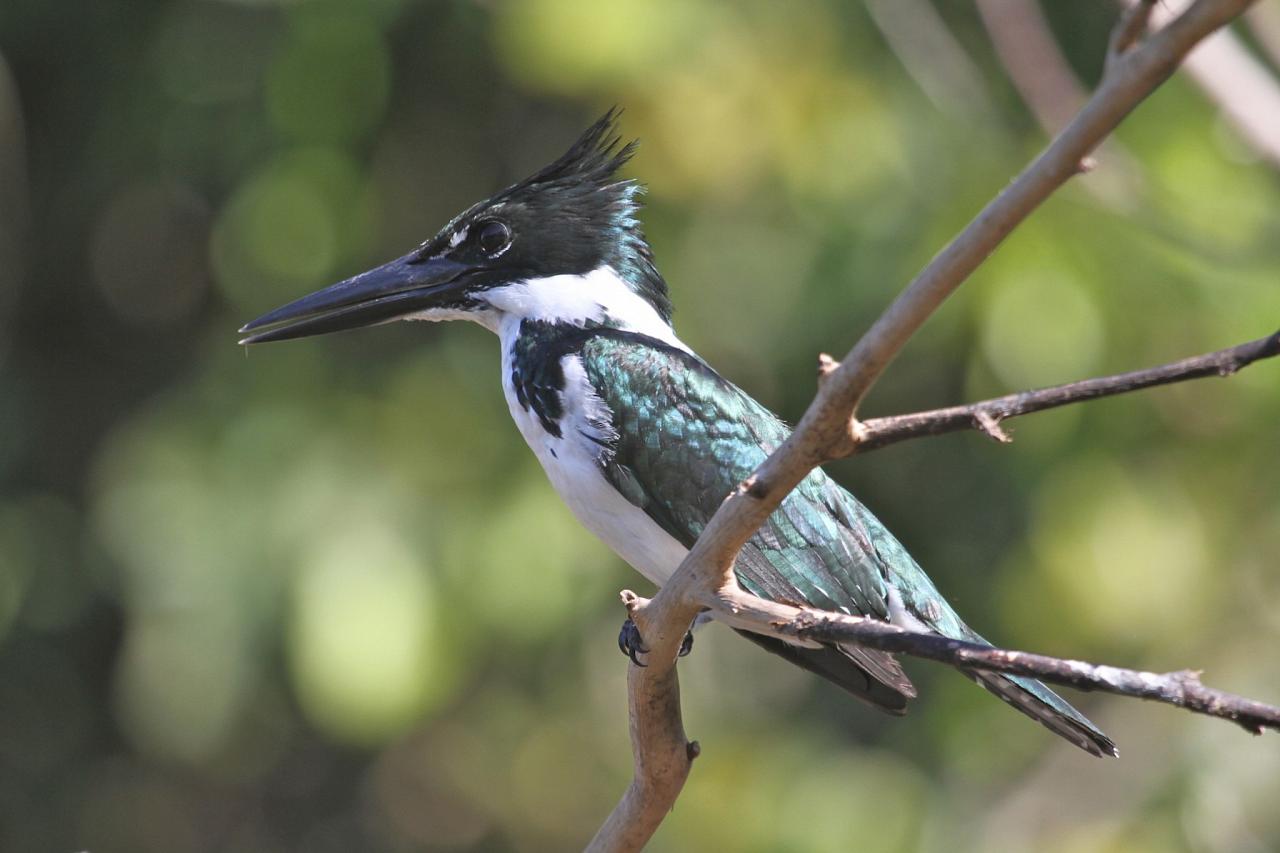 Amazon Kingfisher, Belize, Central America, Naturalist Journeys, Wildlife Tour, Belize Wildlife