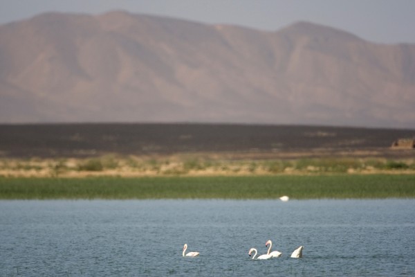 Morocco, Morocco Birding Tour, Morocco Nature Tour, Morocco Wildlife Tour, Naturalist Journeys