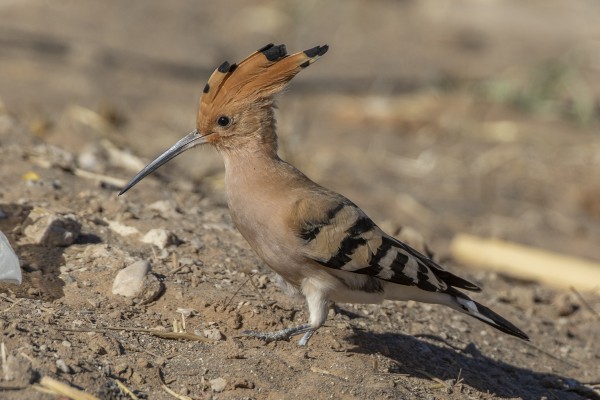 Hoopoe, Morocco, Morocco Birding Tour, Morocco Nature Tour, Morocco Wildlife Tour, Naturalist Journeys