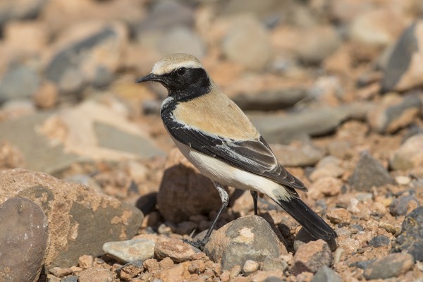 Desert Wheatear, Morocco, Morocco Birding Tour, Morocco Nature Tour, Morocco Wildlife Tour, Naturalist Journeys