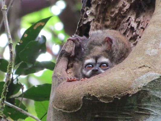 Night Monkey, Panama, Darien, Panama Birding Tour, Panama Nature Tour, Naturalist Journeys