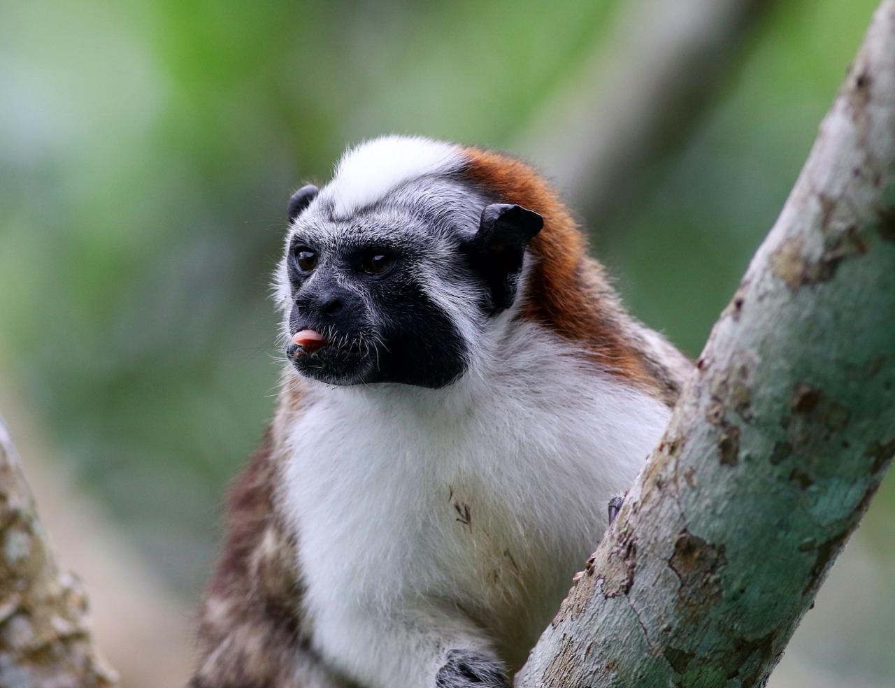 Geoffroy's Tamarin, Panama, Darien, Panama Birding Tour, Panama Nature Tour, Naturalist Journeys
