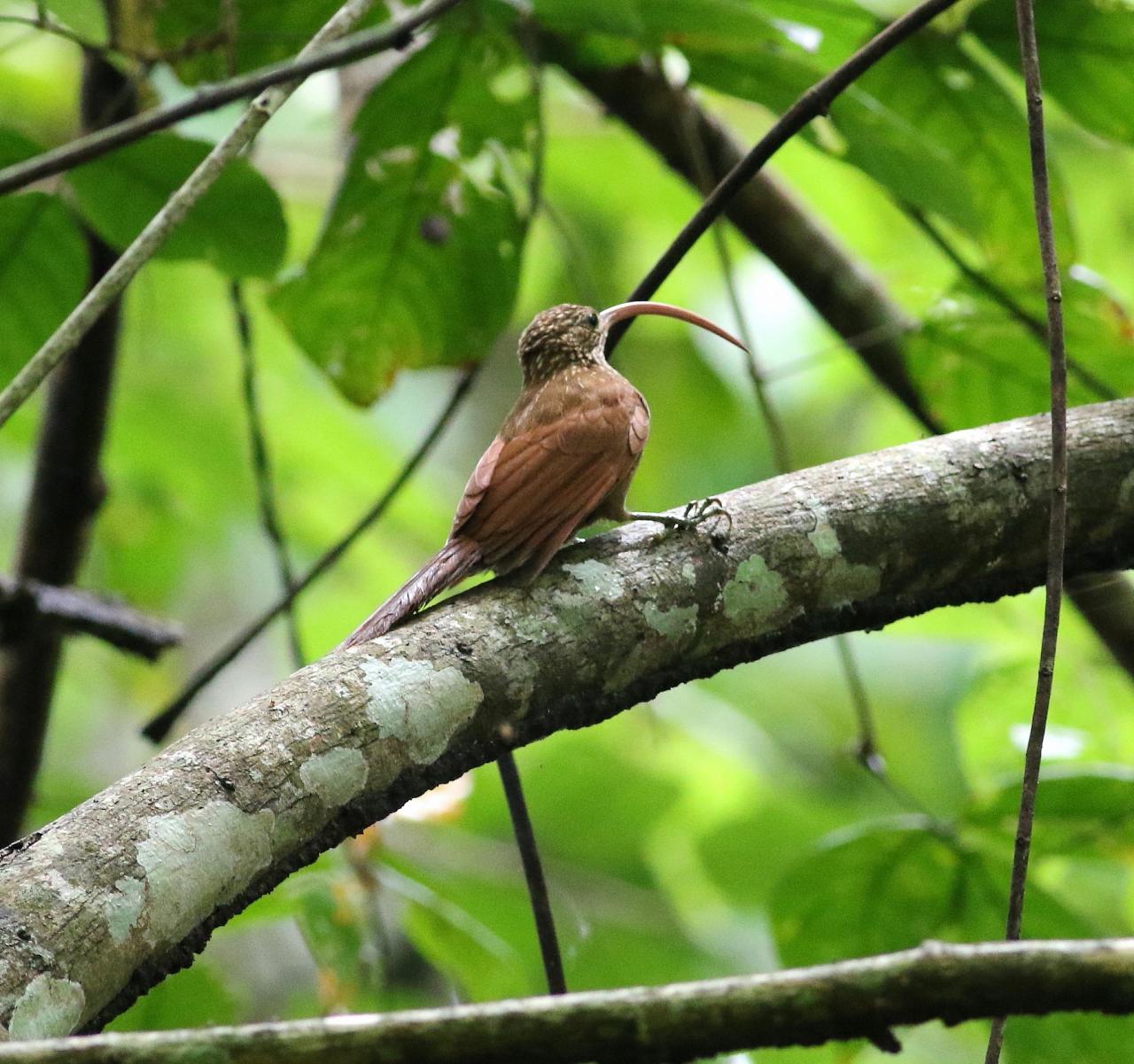 Red-billed Scythebill, Panama, Darien, Panama Birding Tour, Panama Nature Tour, Naturalist Journeys