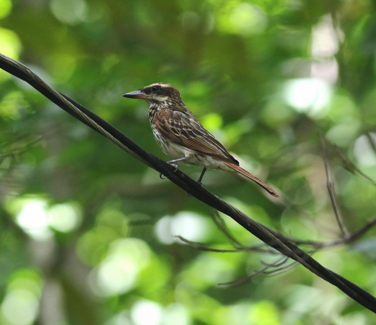 Streaked Flycatcher, Panama, Darien, Panama Birding Tour, Panama Nature Tour, Naturalist Journeys