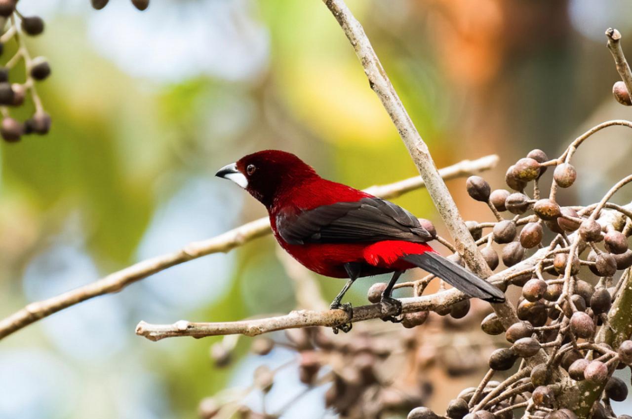 Western Panama Tranquilo Bay Birding & Nature Tour Fall 2022