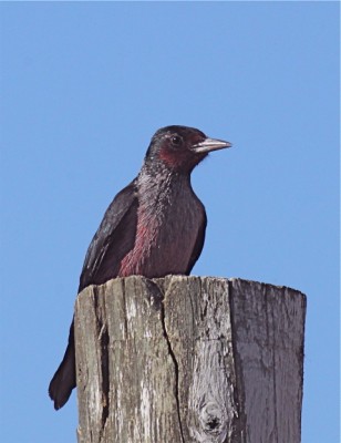 Lewis's Woodpecker, California, California Birding Tour, California Wildlife Tour, California Nature Tour | Naturalist Journeys