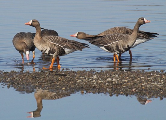 Greater White-fronted Goose, California, California Birding Tour, California Wildlife Tour, California Nature Tour | Naturalist Journeys